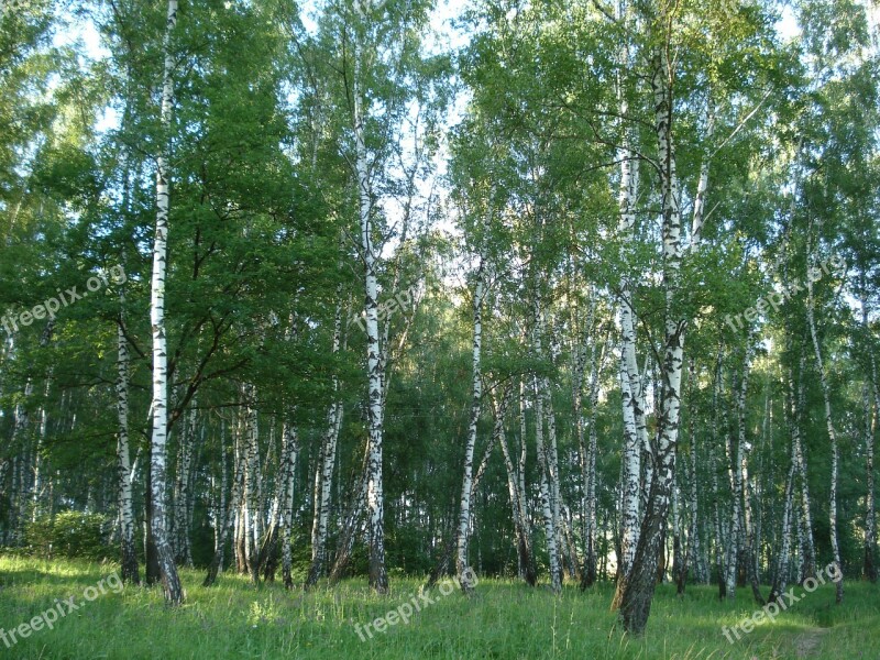 Forest Birch Russia Summer Nature