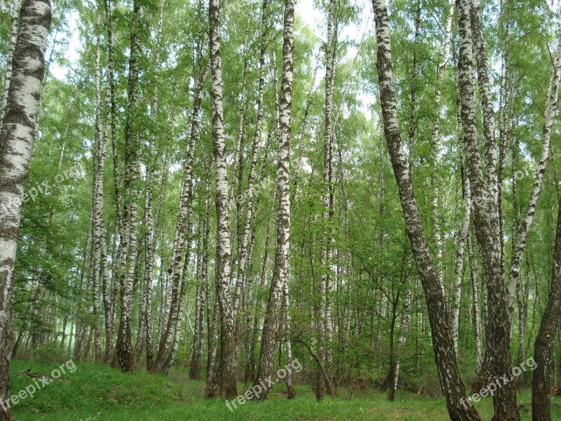 Forest Birch Russia Summer Nature