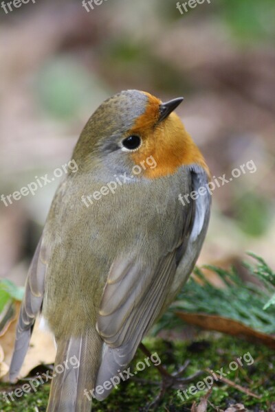 Bird Red Goblets Garden Antur Grey