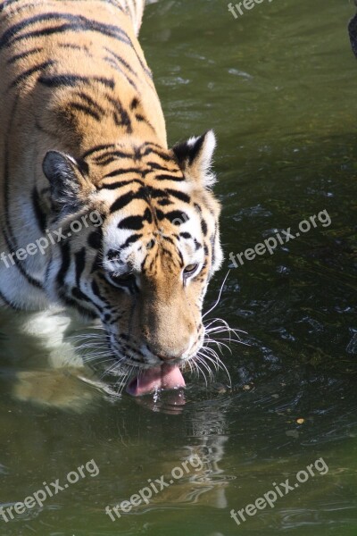 Tigers Zoo Stripes Water Nature