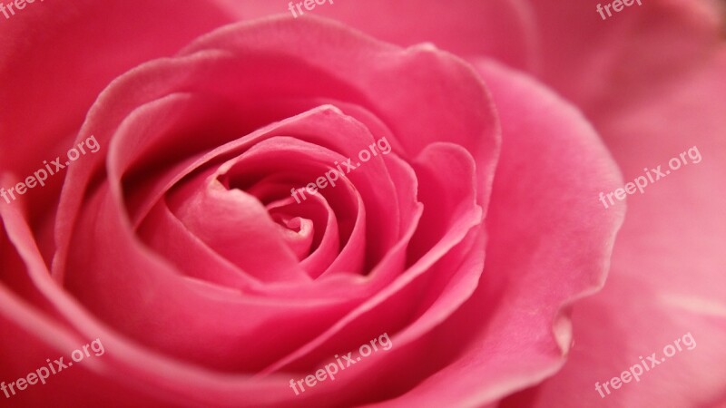 Rose Pink Macro Blossom Bloom