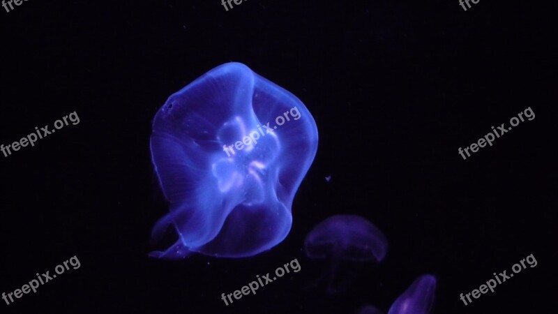 Jellyfish Sea Water Blue Marine Life