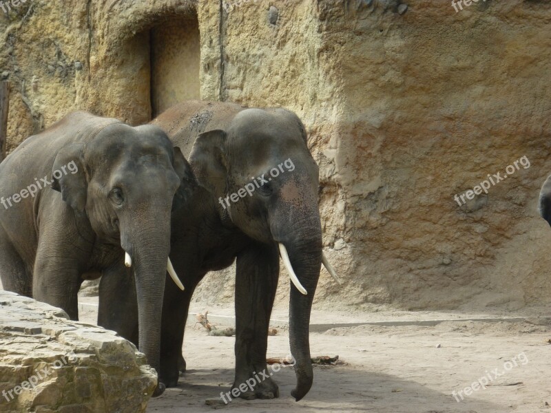 Elephants Zoo Wild Animals Zoo Animals