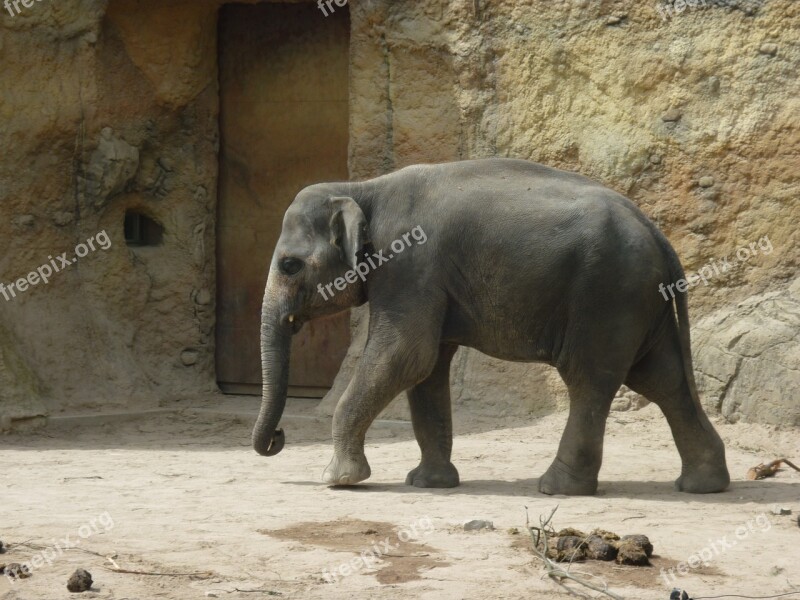 Elephant Zoo Wild Animals Zoo Animals