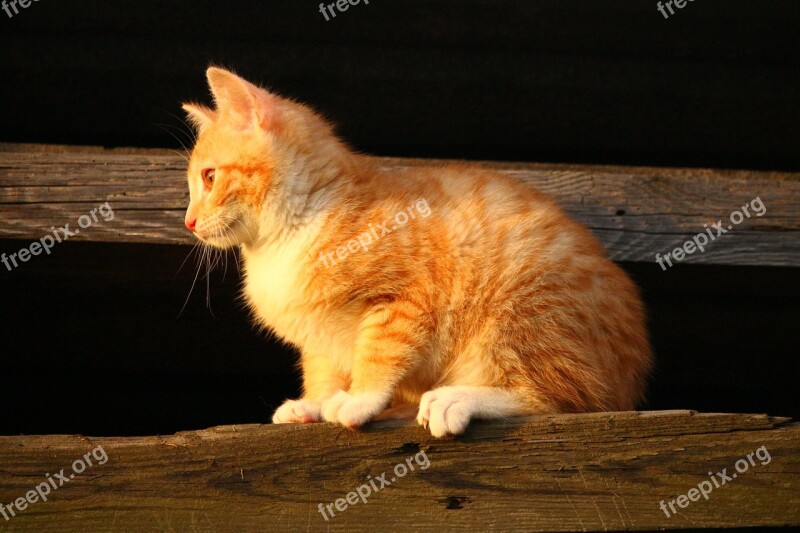 Cat Kitten Red Mackerel Tabby Red Cat Young Cat