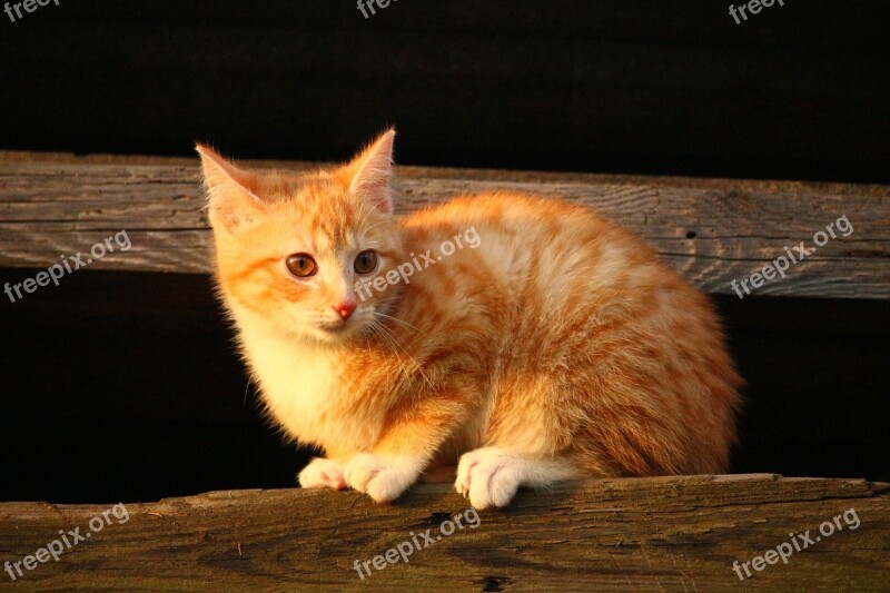 Cat Kitten Red Mackerel Tabby Red Cat Young Cat