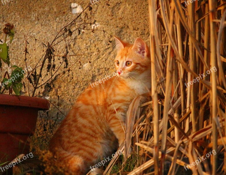 Cat Kitten Red Mackerel Tabby Red Cat Young Cat