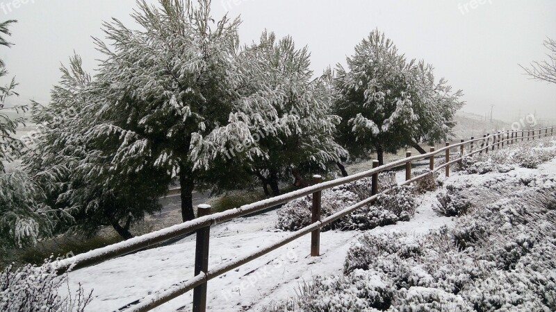 Snow Nevada Winter Trees Cold