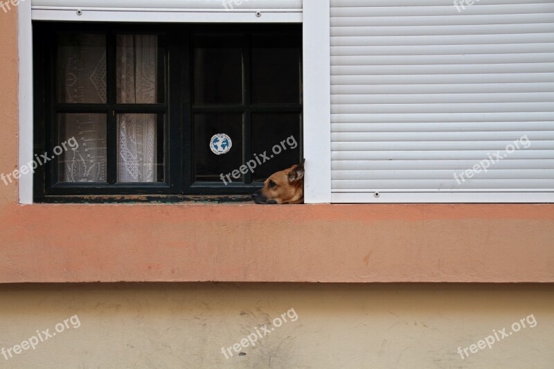 Dog Dog At Window Pet Looking Waiting