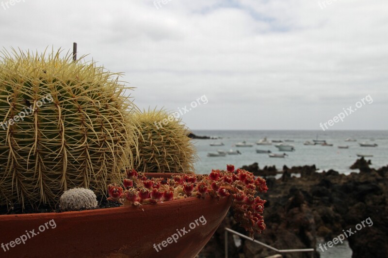 Cactus Thorn Plant Prickly Spiky