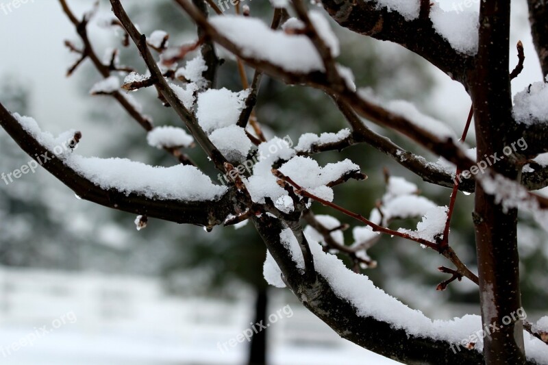 Tree Branch Snow Melting Winter