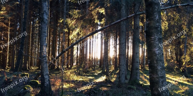 Forest Tree Nature Branches Summer