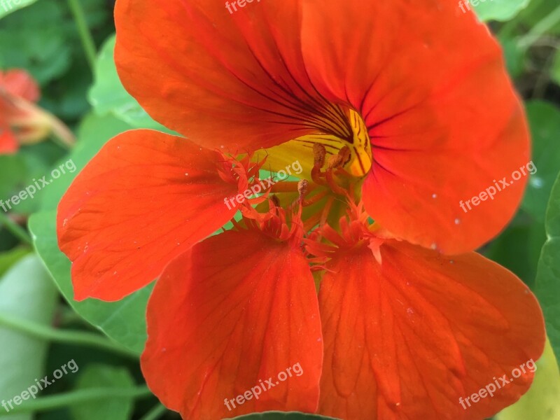 Nasturtium Tropaeolum Edible Tropaeolaceae Blossom