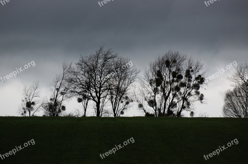 Trees Avenue Gloomy Weather Away