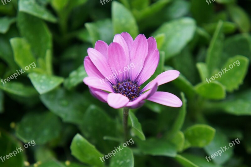 Flower Purple Pink Green Nature