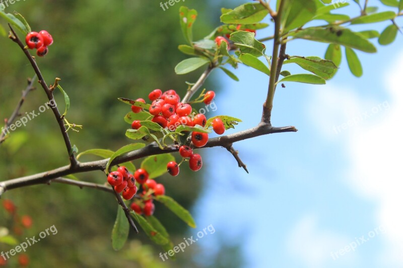 Plant Pyracantha Fortuneana Small Fresh Red Berries Tree