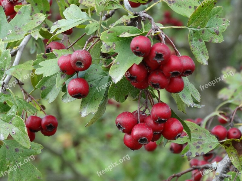 Autumn Berries Rose Hip Nature Bush