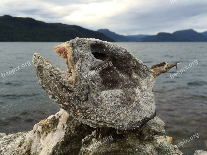 Catfish Fish Head Stone Scary