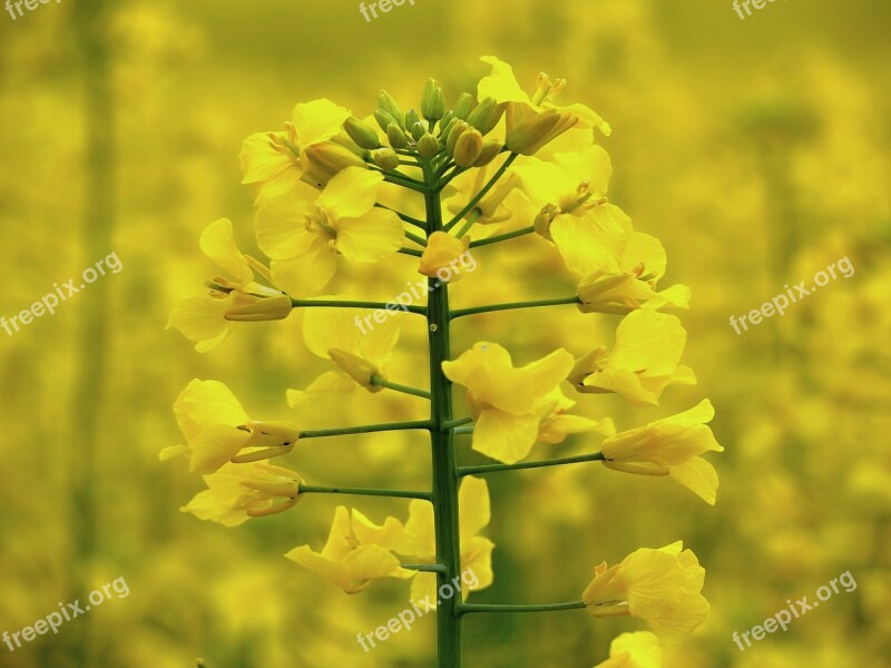 Rape Rapeseed Field Crop Agriculture Nature