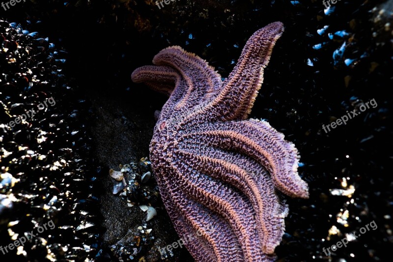 Star Fish Sea Life Ocean Free Photos