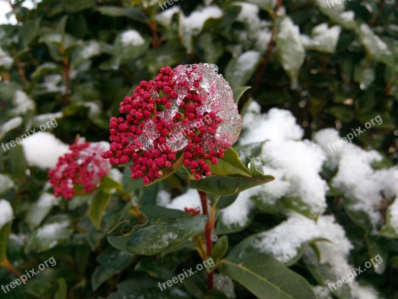 Honeysuckle Plants Flowers Snow Flower