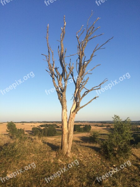 Tree Dry Autumn Nature Foliage