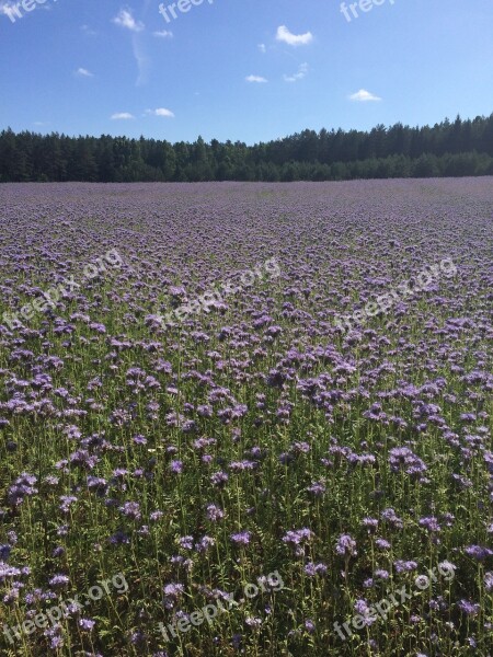 Meadow Flowers Plants Spring Daisies