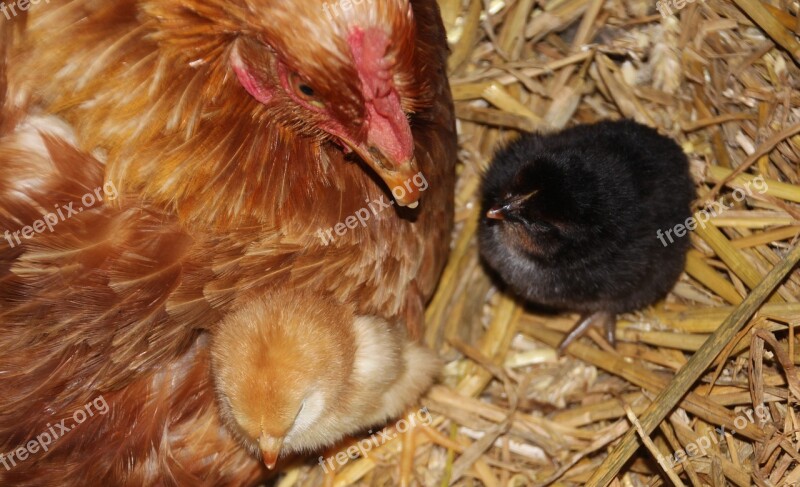 Chicken Mother Hen Chicks Cute Animal