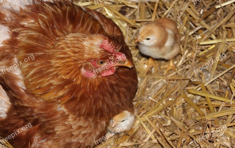 Chicken Mother Hen Chicks Poultry Charming