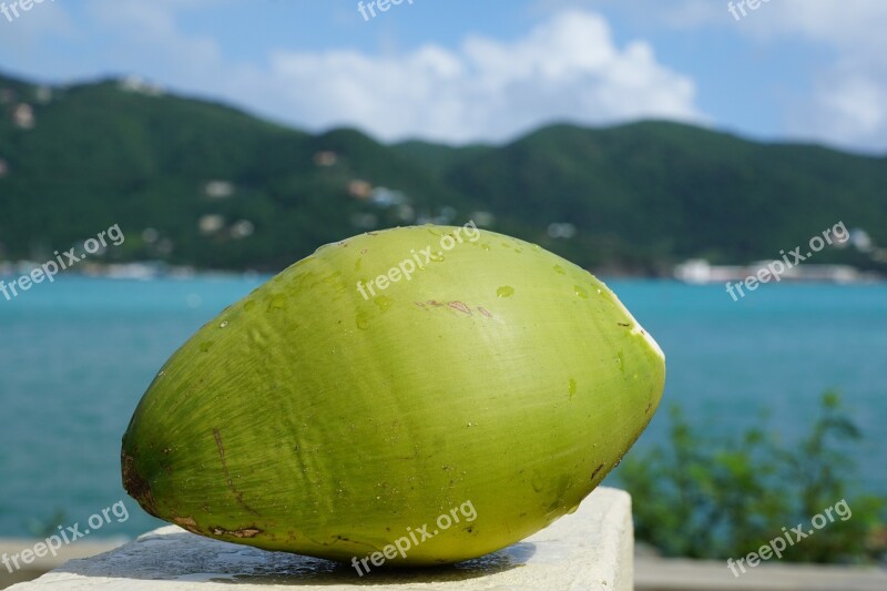 Coconut Caribbean British Virgin Island Sea Island