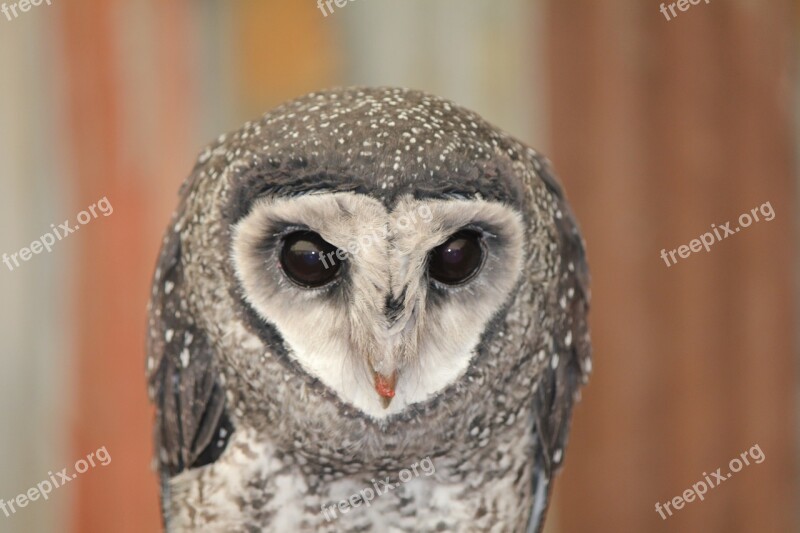 Owl Australian Owl Australia Wildlife Beak