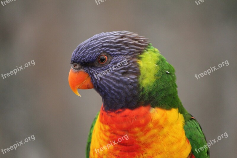 Bird Wildlife Australian Bird Feather Parrot