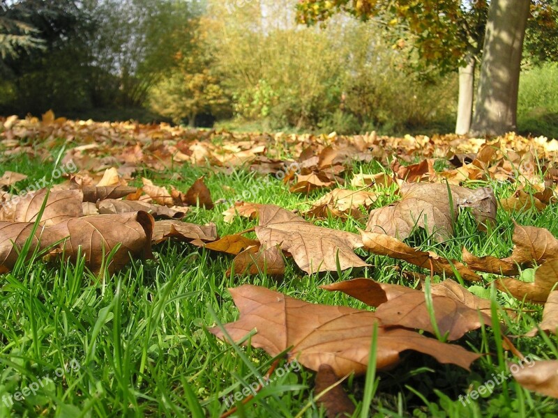 Leaves Dead Leaves Autumn Leaf Tree