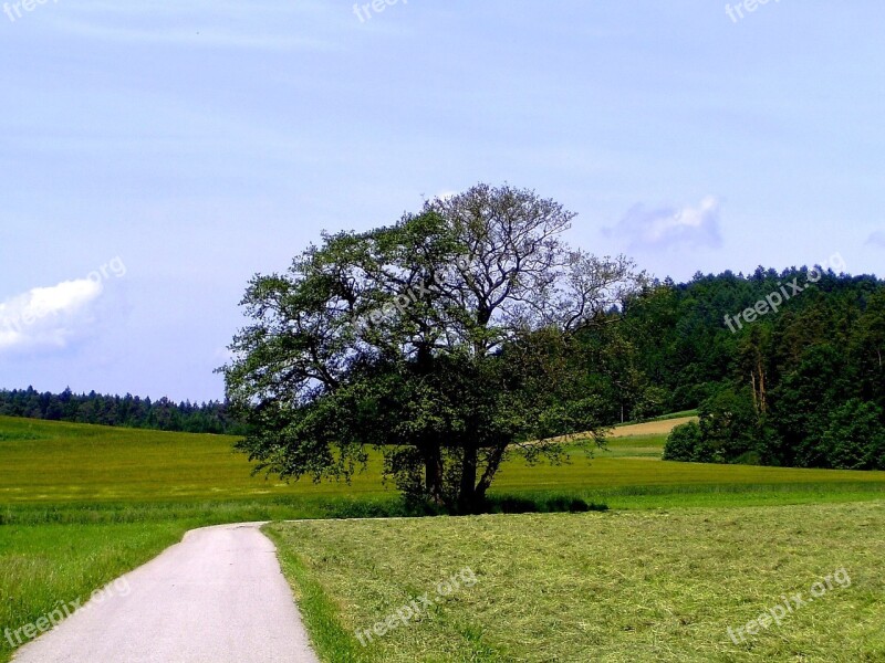 Tree Autumn Tree In The Fall Landscape Away