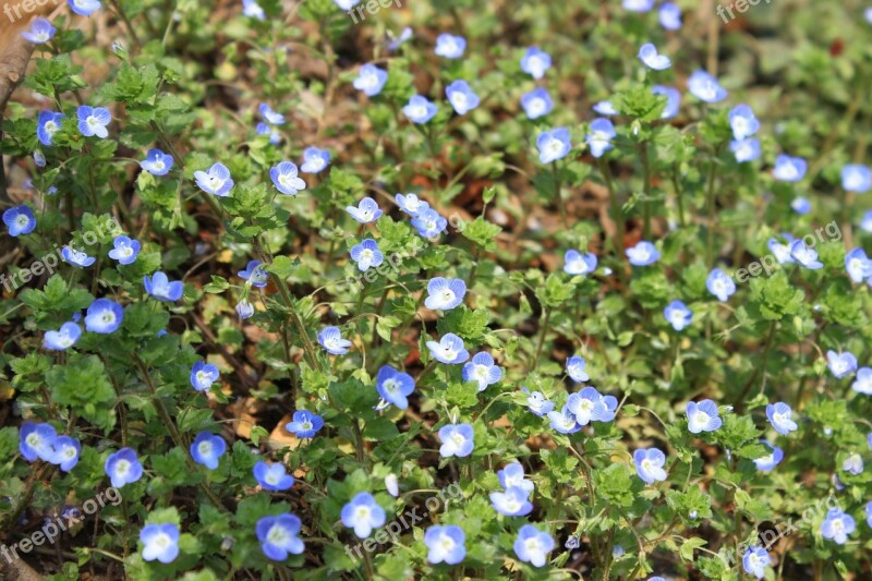 Little Flower Land Wild Flowers Turf Free Photos