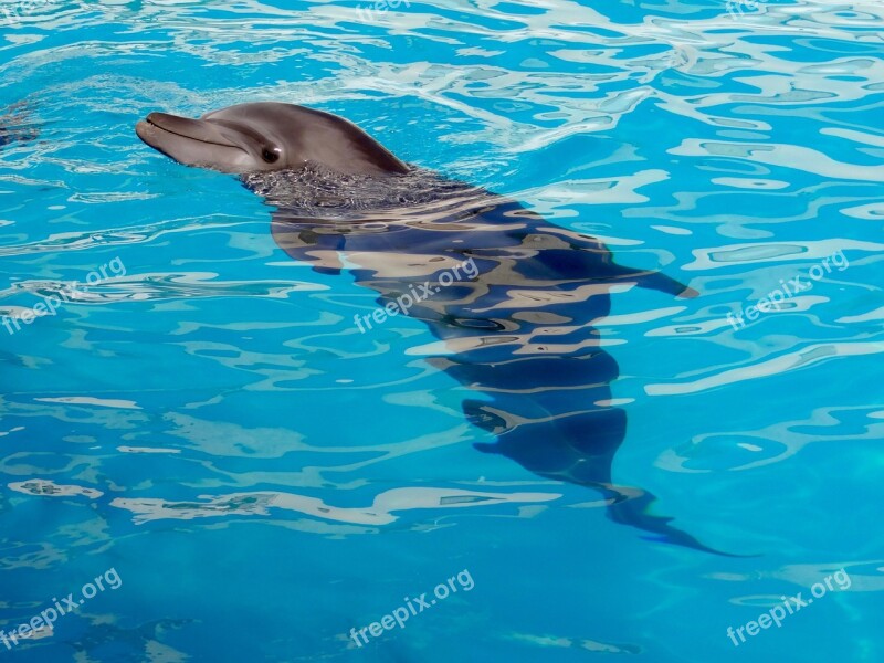 Dolphin Dolphinarium Marine Animal Marine Mammal Free Photos