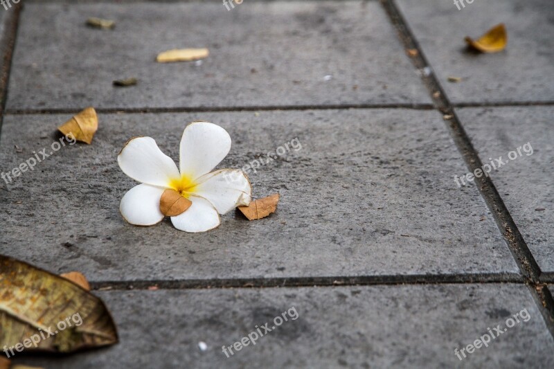 Flowers More Information White Frangipani Fragrapanti