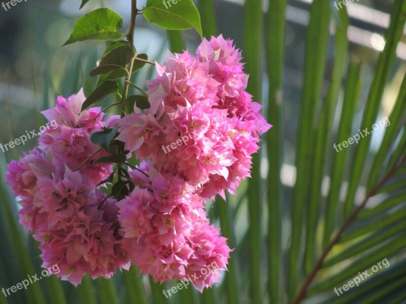 Bougainvillea Flower Pink Nature Flora