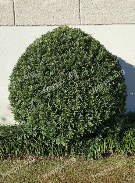 Tree Shrub Leaves Green Landscaping