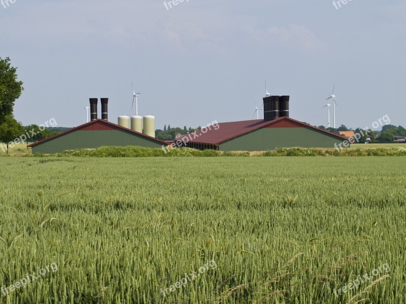 Field Cereals Agriculture Nature Harvest