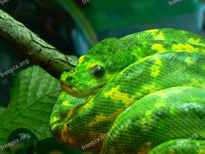 Green Tree Python Snake Coiled Wildlife Nature