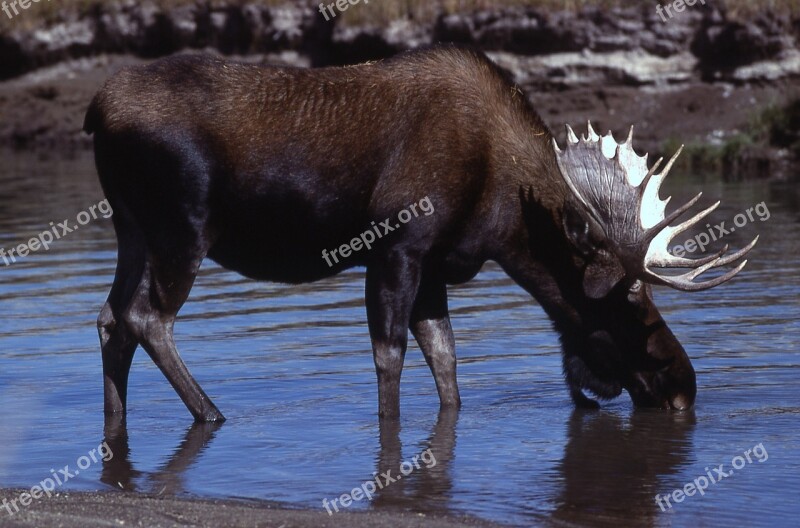 Moose Bull Portrait Close Up Profile