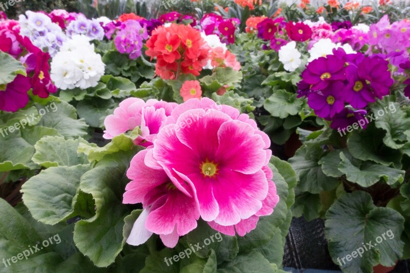 Primroses Primula Vulgaris Hybrid Pink Violet Salmon