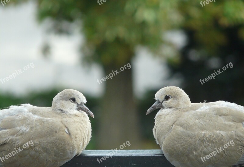 Birds Pigeons Para Meeting The Decision Of The