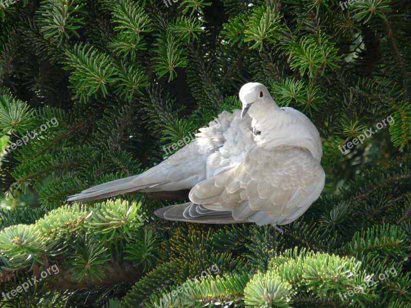 Bird Dove Wings Nature Room