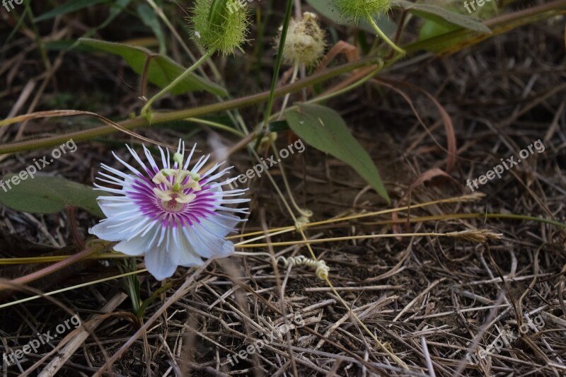 Flower Exotica Grass Boil Granadilla