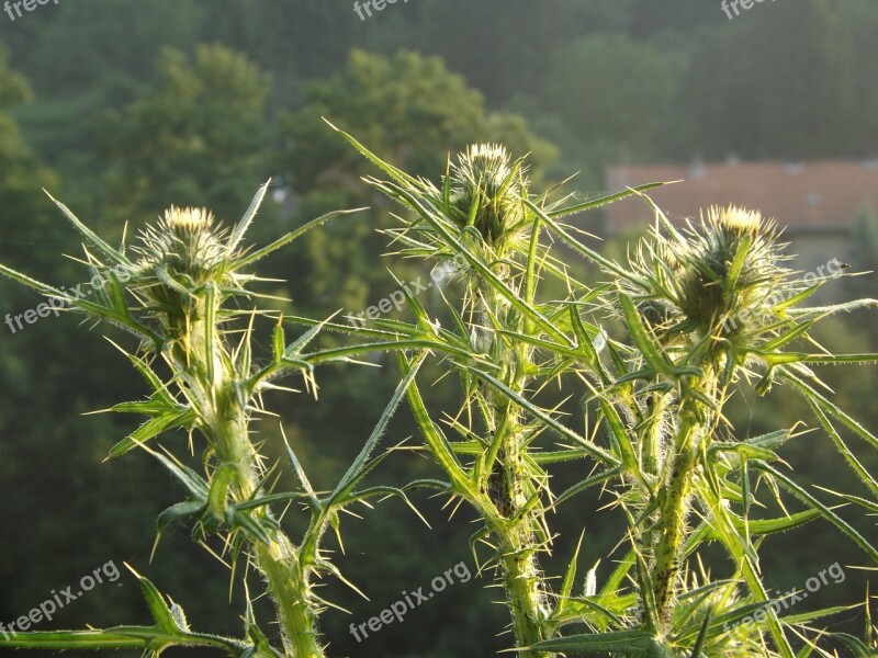 Thistle Spur Prickly Spiny Silver Thistle