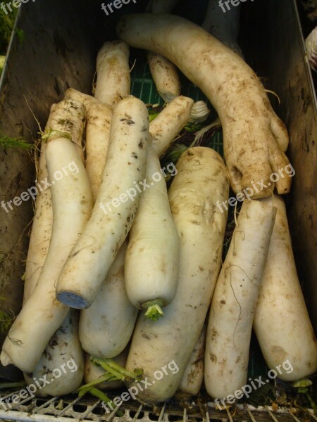 Radishes Vegetables Roots Free Photos