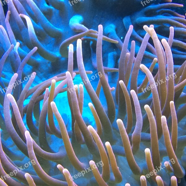 Aquarium Water Sea Anemone Reef