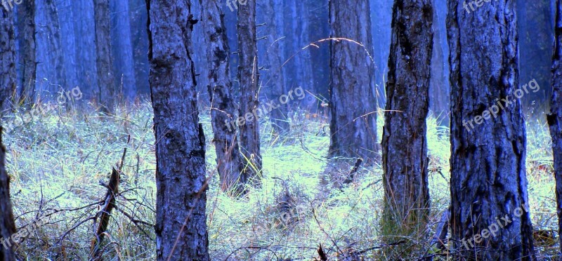 Trunks Pine Tree Bark Trees Pine Wood